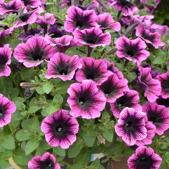 Petunia 'Dark Heart' 