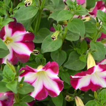 Petunia Color Works™ 'Ruby Star'