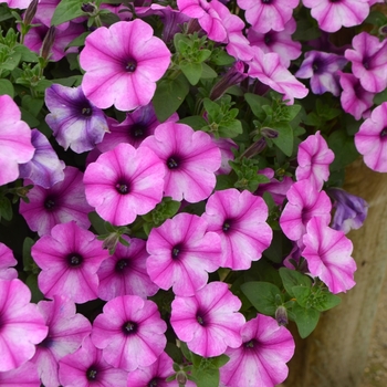 Petunia Color Works™ 'Rose Star'