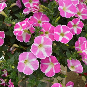 Petunia 'Pink Star' 