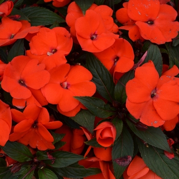 Impatiens hawkerii Pure Beauty 'Bright Orange'