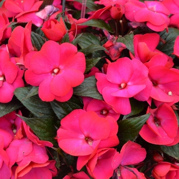 Impatiens hawkerii 'Rose Flair' 