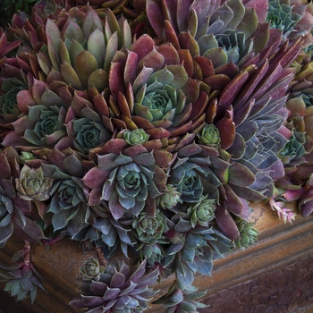 Sempervivum 'Desert Bloom' 