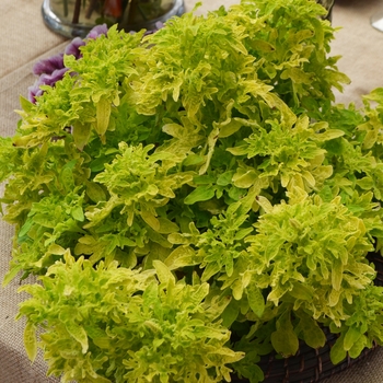 Coleus 'Yellowfin Tuna' 