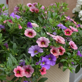 Calibrachoa 'Ready to Wear™ Kyoto' 