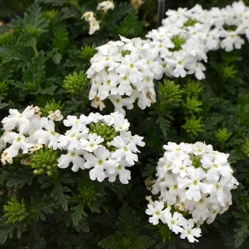 Verbena 'White' 