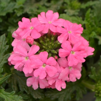 Verbena 'Pink' 