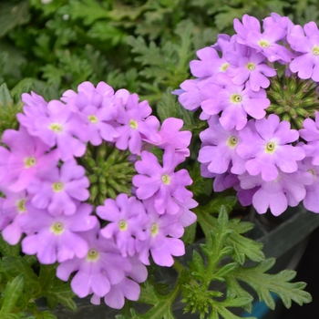 Verbena 'Lavender' 