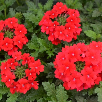 Verbena Vepita® 'Fire Red'