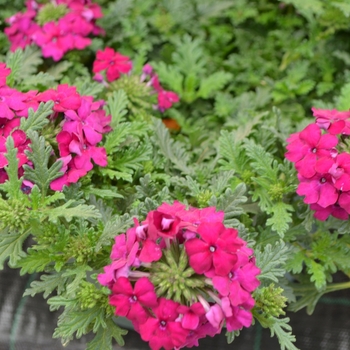 Verbena 'Dark Magenta' 