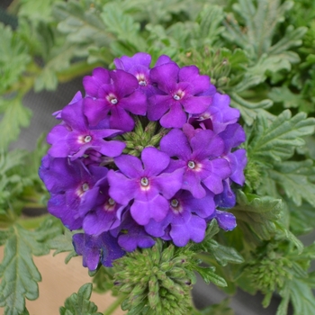 Verbena 'Blue Violet' 