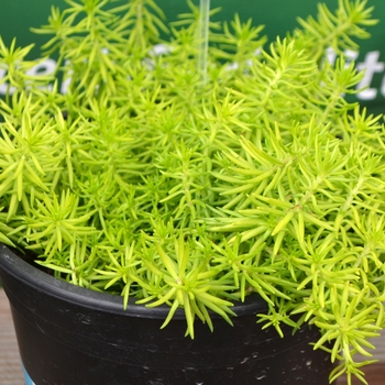 Sedum reflexum 'Yellow Cushion' 