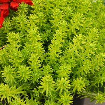 Sedum reflexum 'Yellow Bouquet'