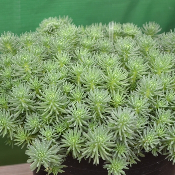 Sedum 'Green Ball' 