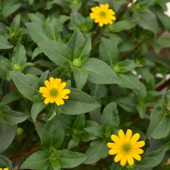 sanvitalia speciosa 'powerbini' creeping zinnia from