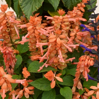 Salvia splendens Saucy™ 'Coral'