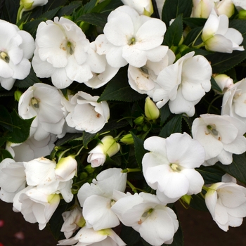 Impatiens hawkerii 'Cabano White' 