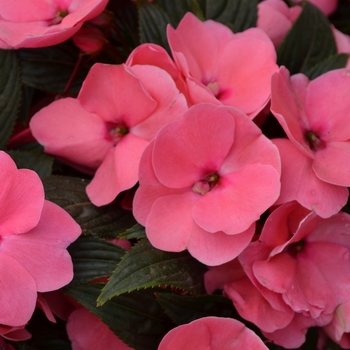 Impatiens hawkerii 'Light Rose' 