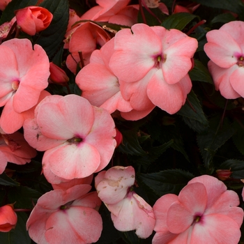 Impatiens hawkerii 'Salmon Pink' 