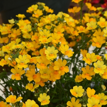 Nemesia Nessie Plus™ 'Yellow'