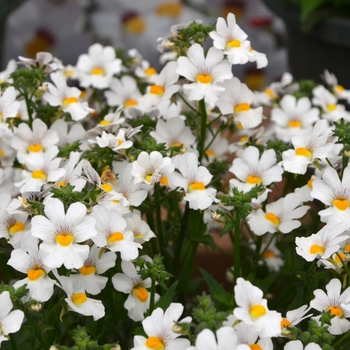 Nemesia 'White' 