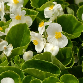 Begonia semperflorens 'Super Olympia White' 