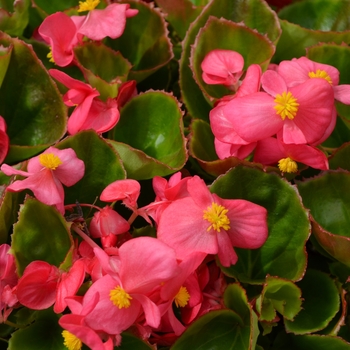 Begonia semperflorens 'Super Olympia Rose' 