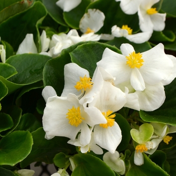 Begonia semperflorens 'White' 