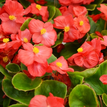 Begonia semperflorens 'Red' 