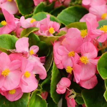 Begonia semperflorens 'Pink' 