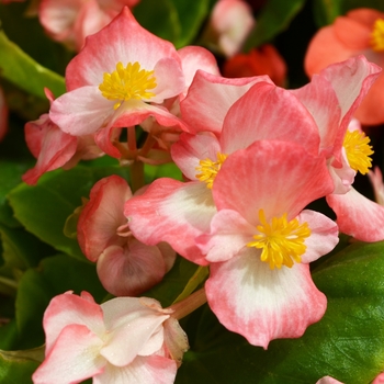 Begonia semperflorens 'Blush' 