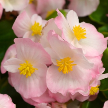 Begonia semperflorens 'Appleblossom' 