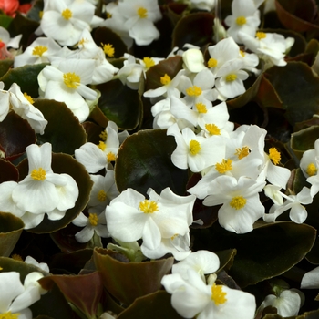 Begonia semperflorens 'White' 