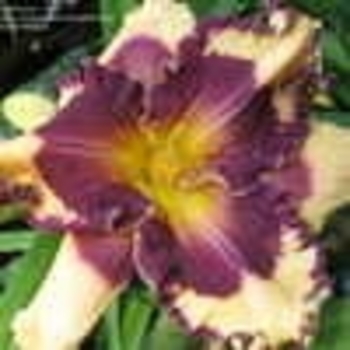 Hemerocallis 'Sabine Baur' 