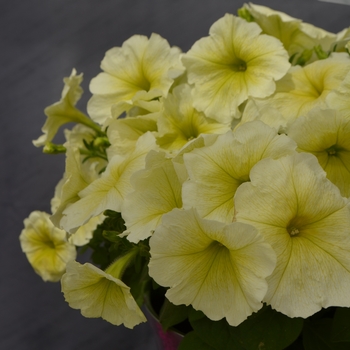 Petunia 'Yellow Chiffon' 