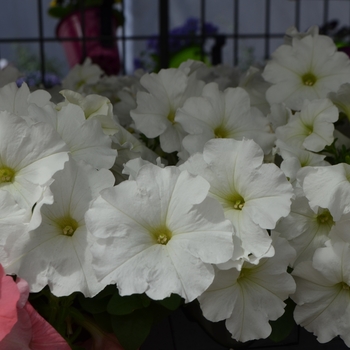 Petunia 'White' 