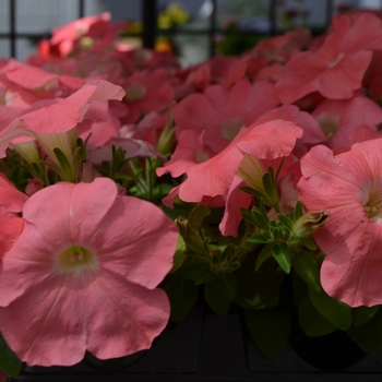 Petunia 'Salmon' 