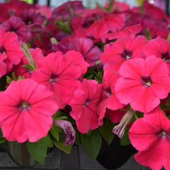 Petunia 'Rose' 