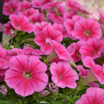 Petunia 'Pink Vein' 