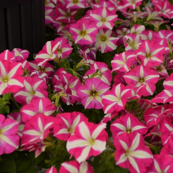 Petunia 'Pink Star' 