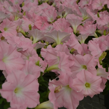 Petunia 'Pink Chiffon' 