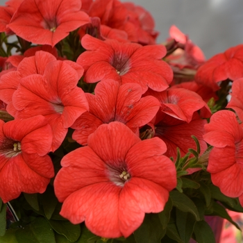 Petunia 'Coral' 