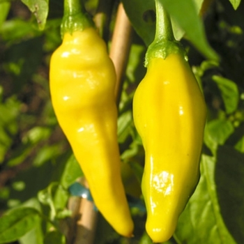 Capsicum annuum 'Park's Improved Whopper' 