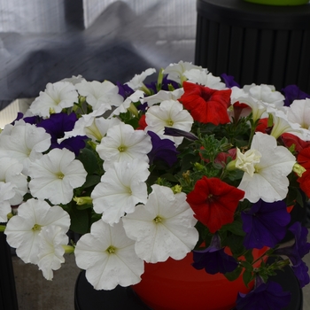 Petunia 'Liberty Mix' 