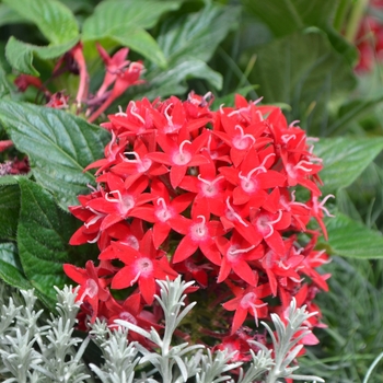 Pentas lanceolata 'Red Velvet' 