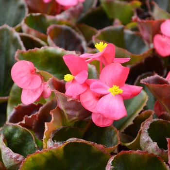 Begonia semperflorens Cocktail® Tequila