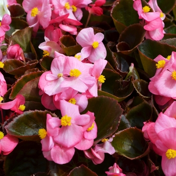 Begonia semperflorens