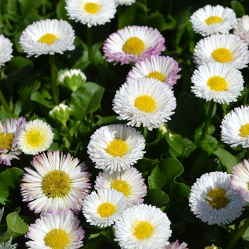 Bellis perennis 'Plus White' 