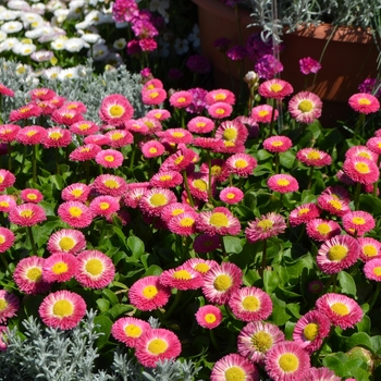 Bellis perennis Speedstar® 'Plus Pink'