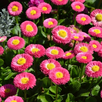 Bellis perennis 'Plus Pink' 